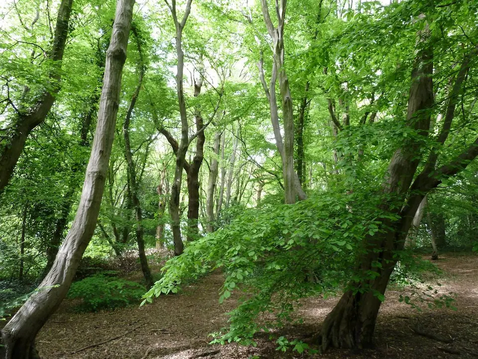 Highgate Wood & Queen's Wood