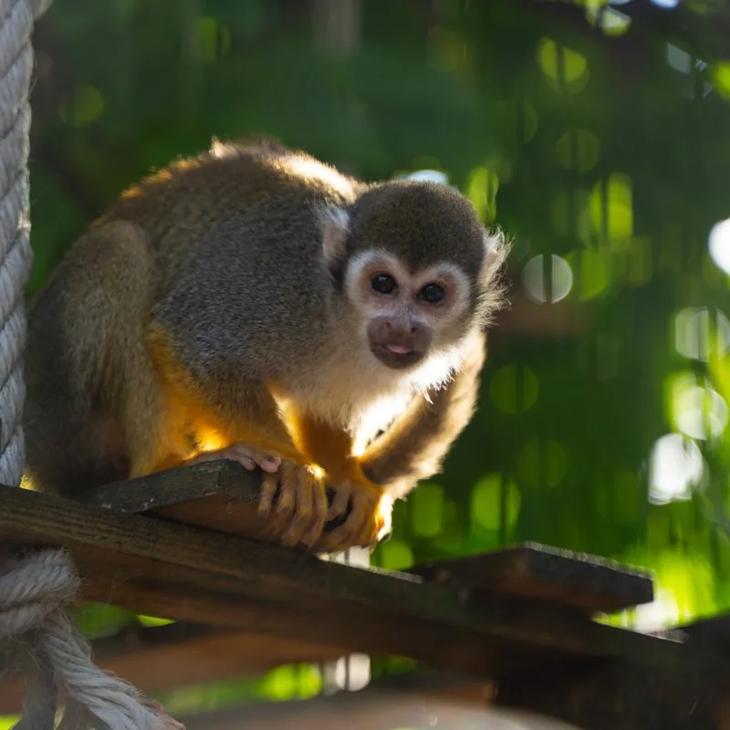 Battersea Park Children's Zoo