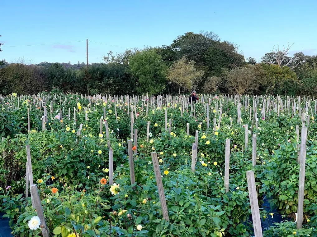 Finchley Nurseries