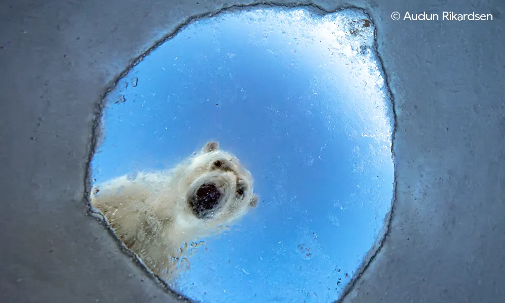 Wildlife Photographer of the Year at Natural History Museum