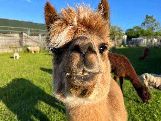 Belmont Farm